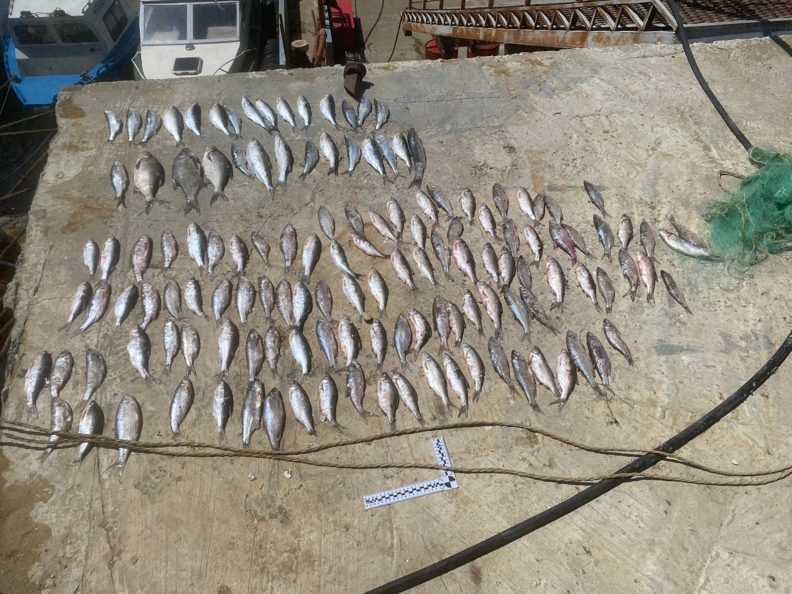 До трех лет грозит жителю Дагестана за незаконную рыбную ловлю