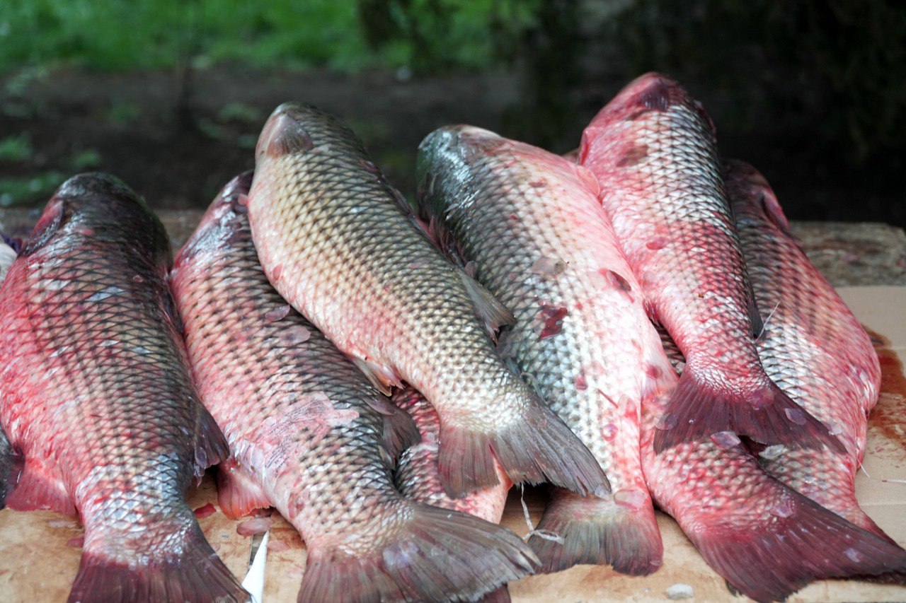 Снижение уровня Каспийского моря скажется на объемах вылова рыбы