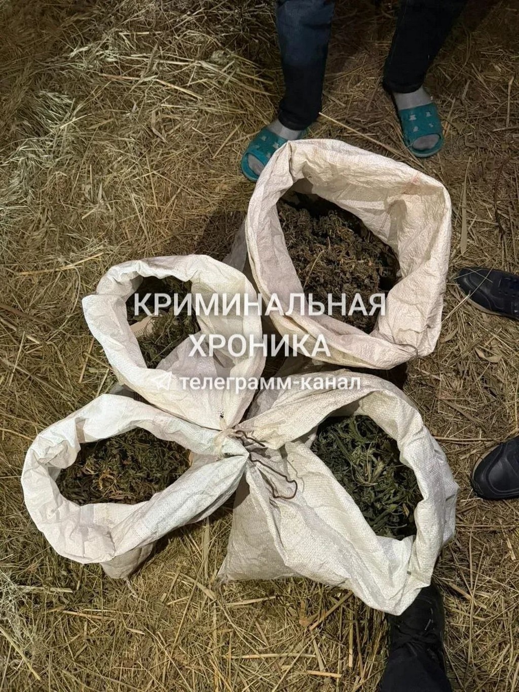 Свыше 6 килограммов марихуаны обнаружили у жителя Кизилюрта