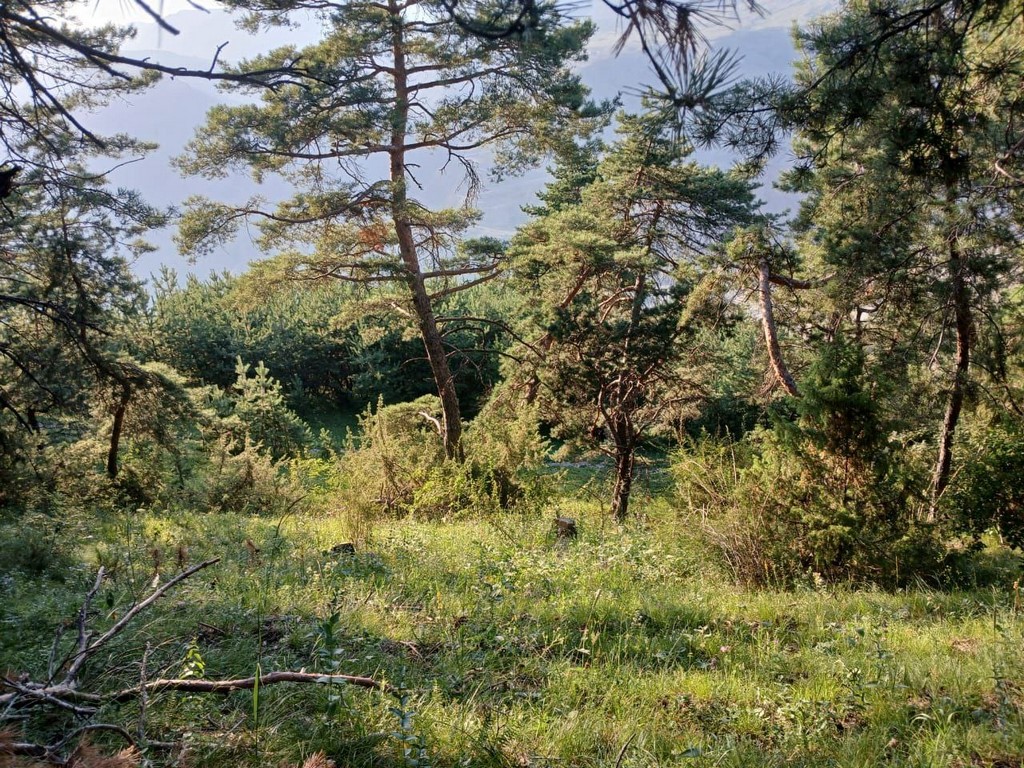 В Унцукульском районе Дагестана введен региональный уровень реагирования из-за лесного пожара
