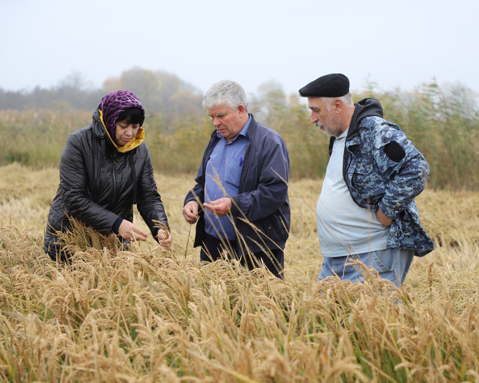 В Кизлярском районе продолжается уборка риса