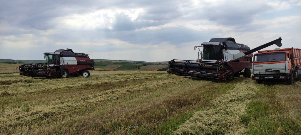 В Казбековском районе проходит уборка озимой пшеницы