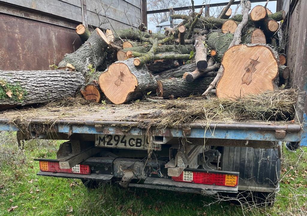 Лесники Дагестана выявили факты незаконной вырубки деревьев в Хасавюртовском районе