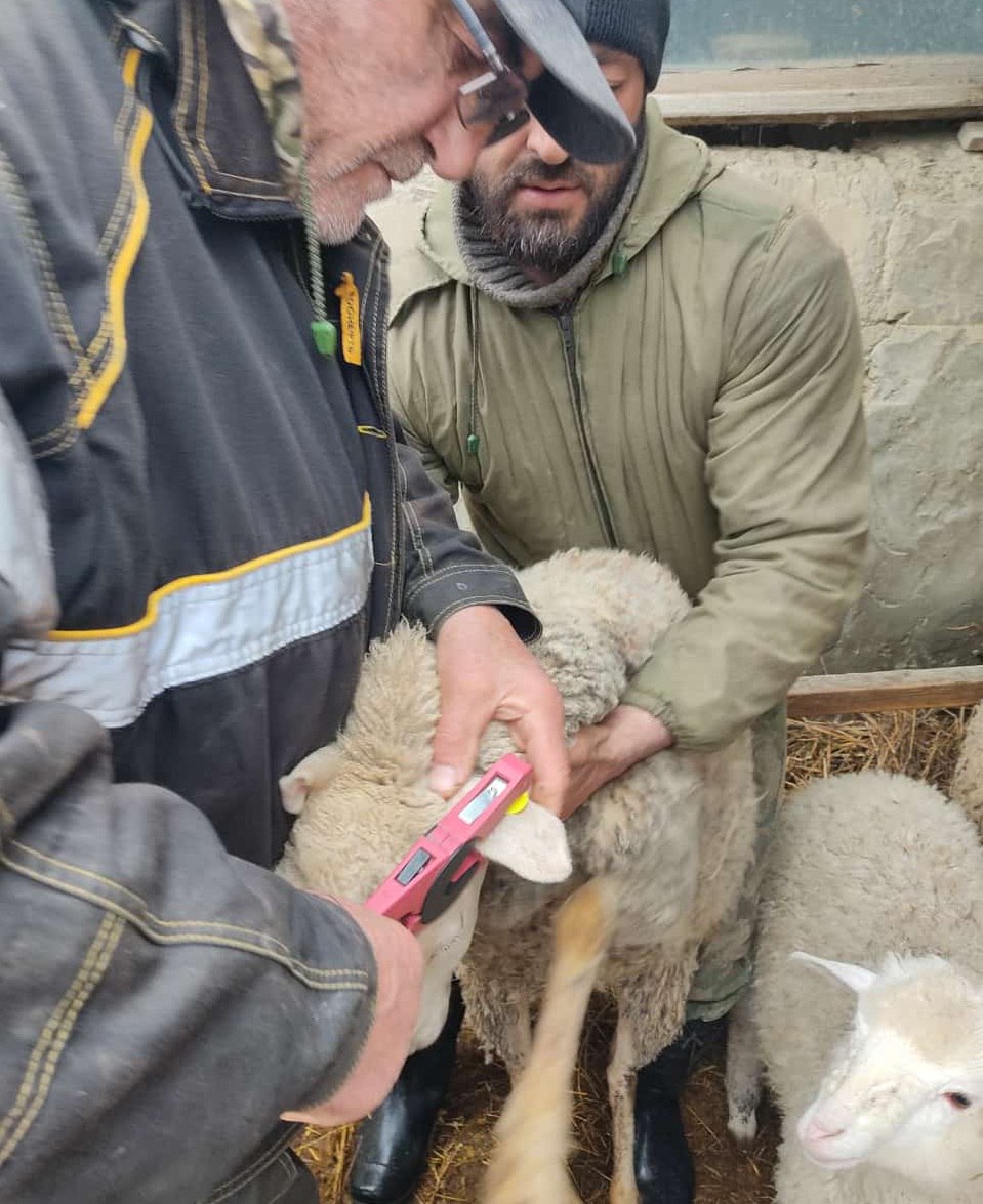 В Кизлярском районе ведется работа по идентификации мелкого рогатого скота