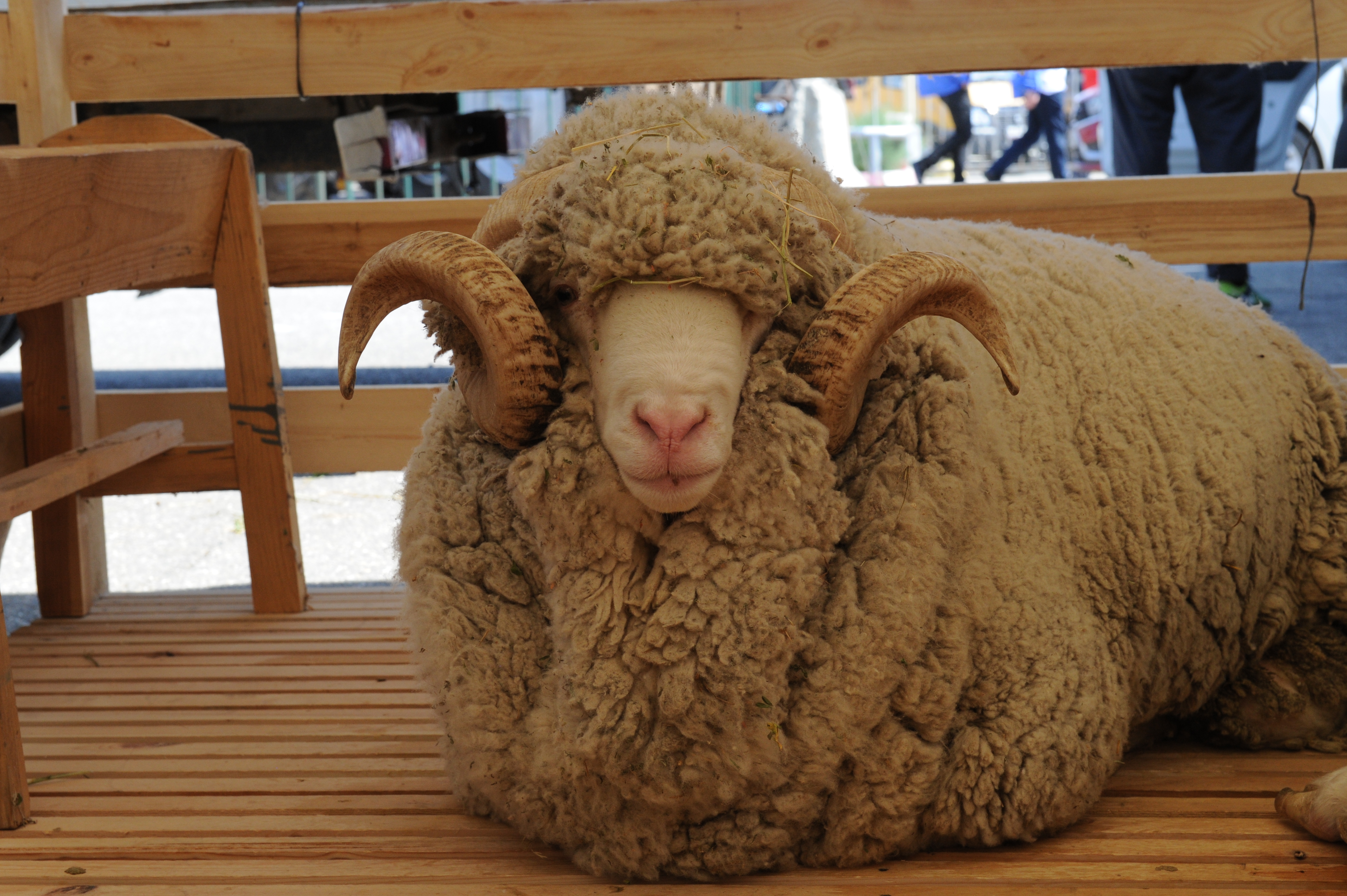 Животноводов Дагестана обязали к сентябрю завершить биркование овец и коз