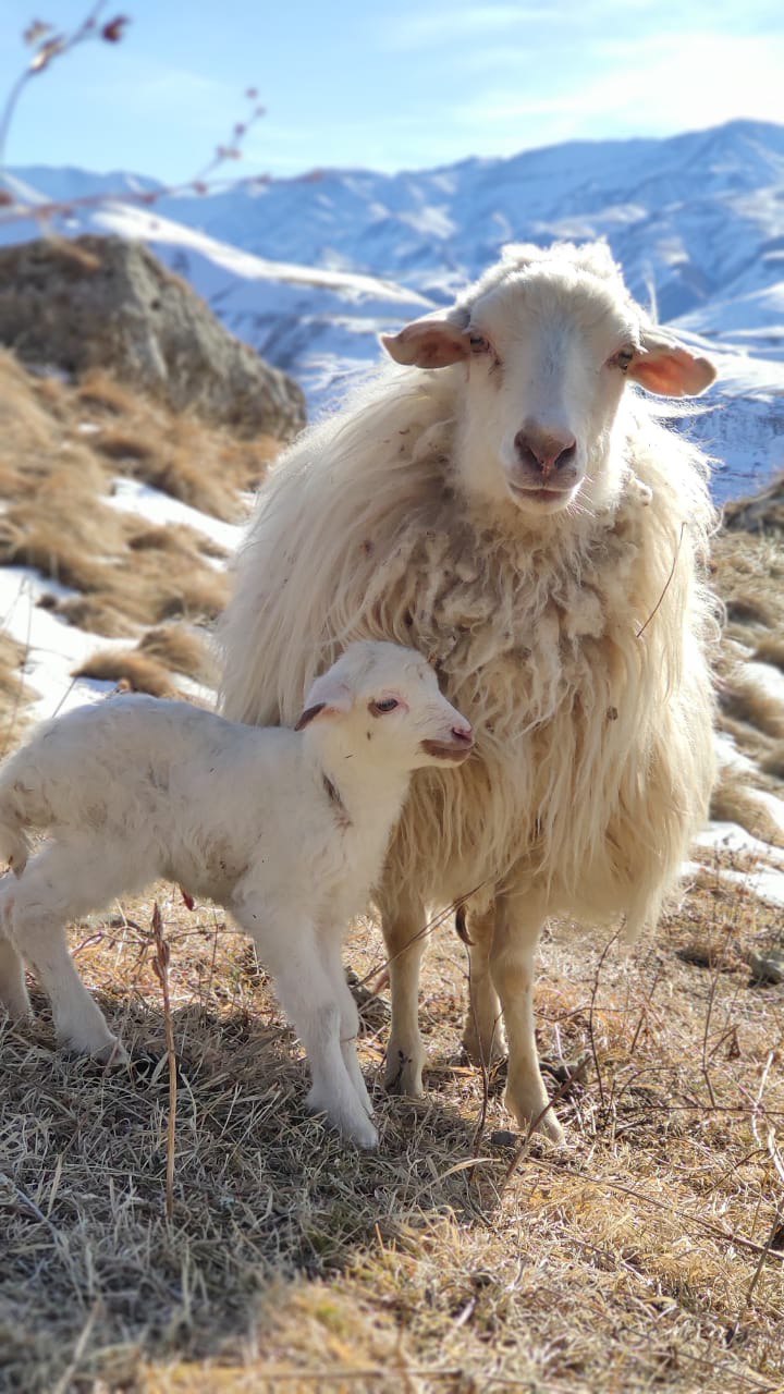 Участники выставки племенных овец в Каспийске смогут выиграть живого барана