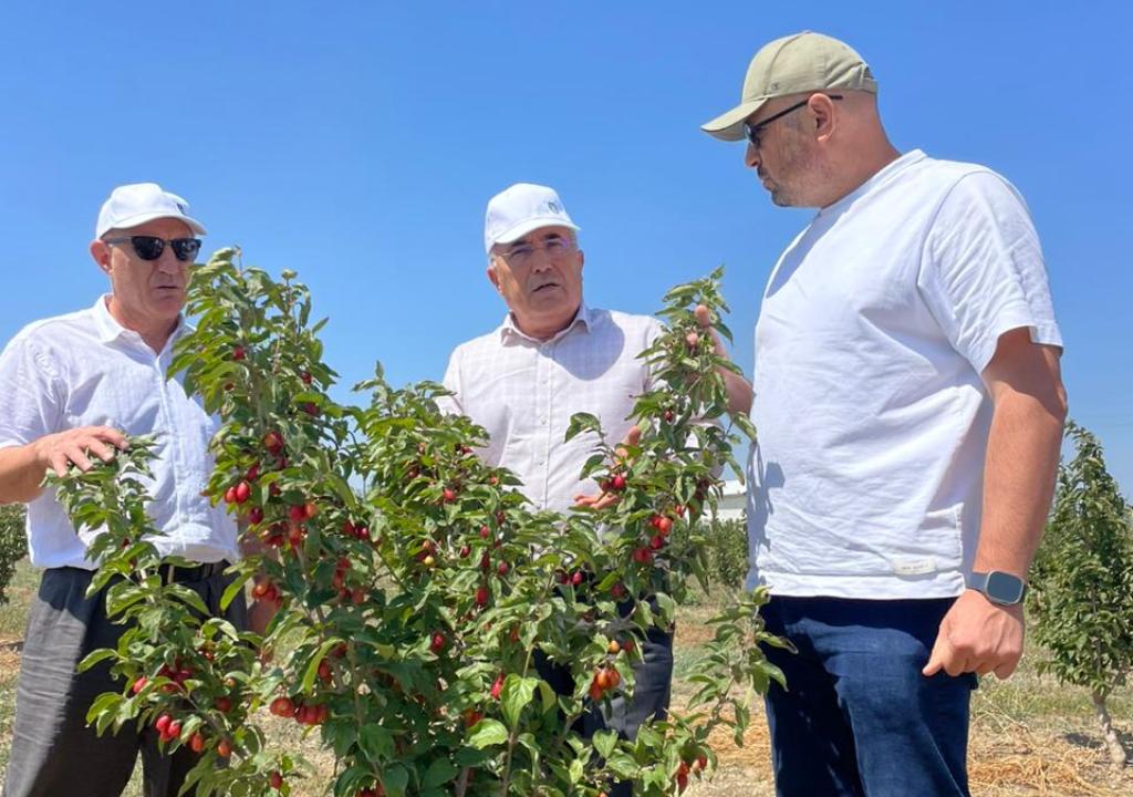 В Дагестане приступили к уборке промышленного урожая кизила