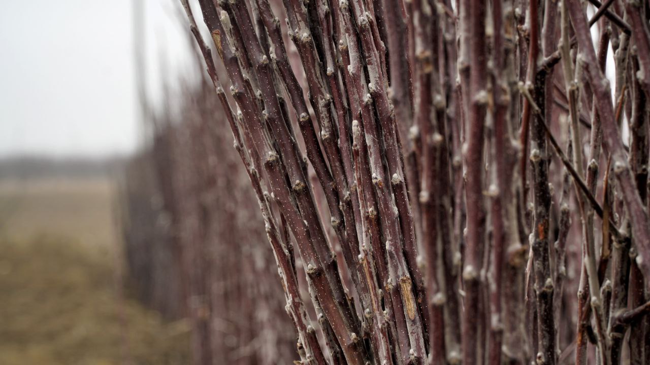 Более 520 гектаров садов заложили в Дагестане в 2025 году