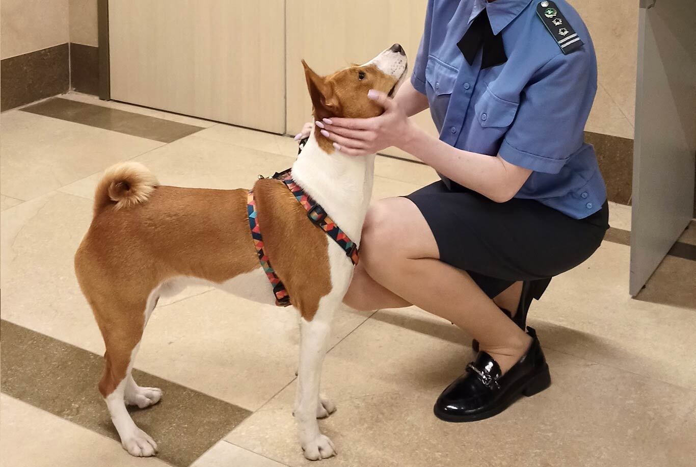 Более 60 питомцев в Дагестане получили сертификаты для выезда за границу