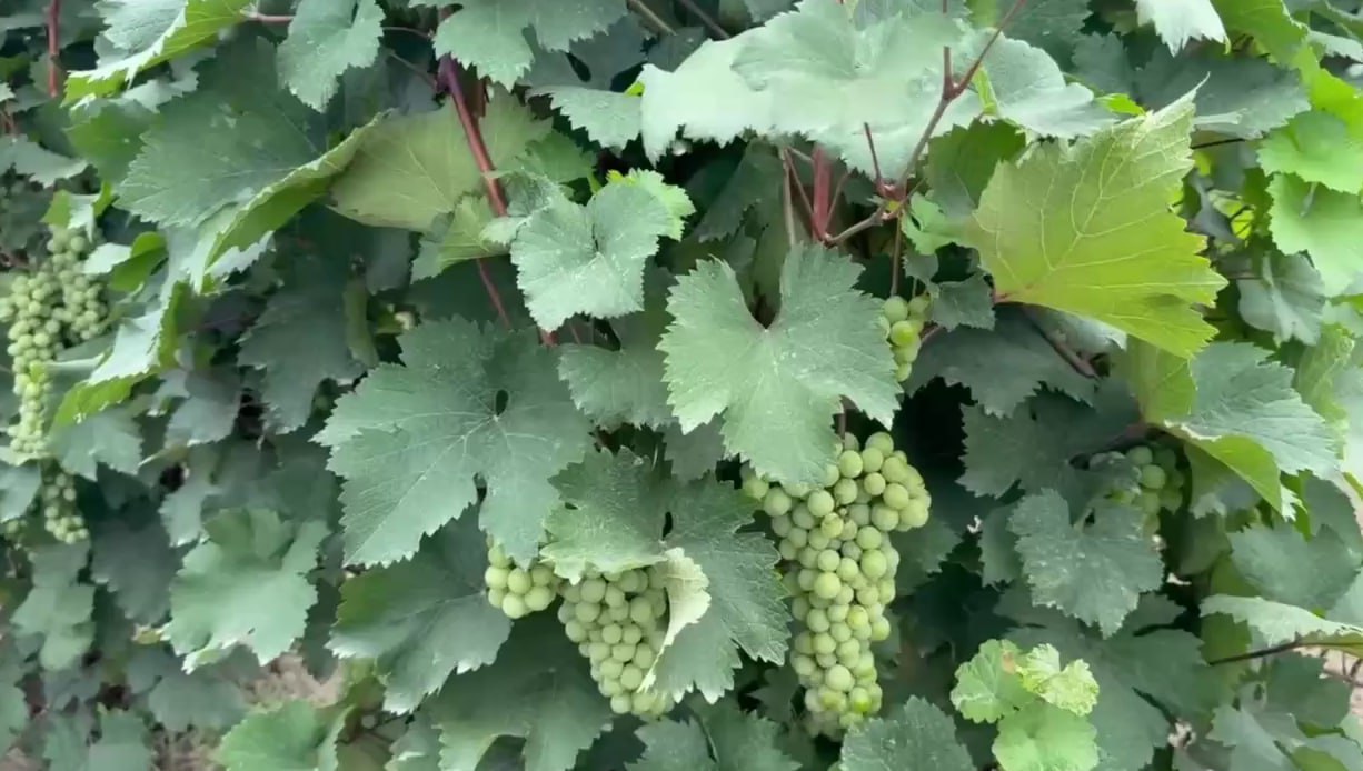 В Дагестане ученые оценили состояние и заболеваемость виноградников