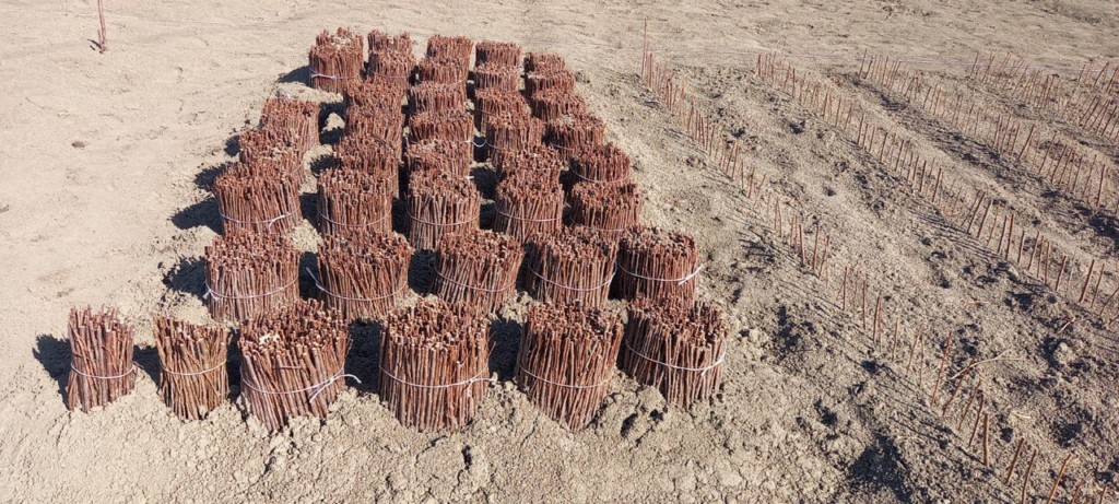 В Дагестане местное хозяйство вырастит 200 тысяч саженцев косточковых культур