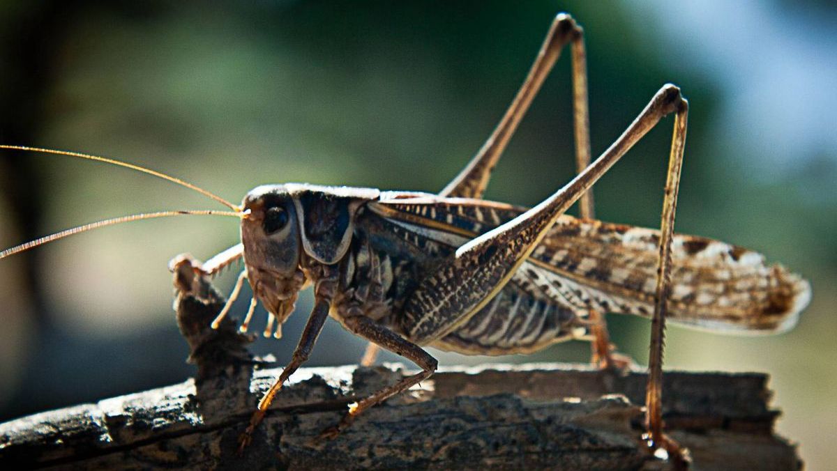 В Дагестане от саранчи обработают более 50 тысяч гектаров