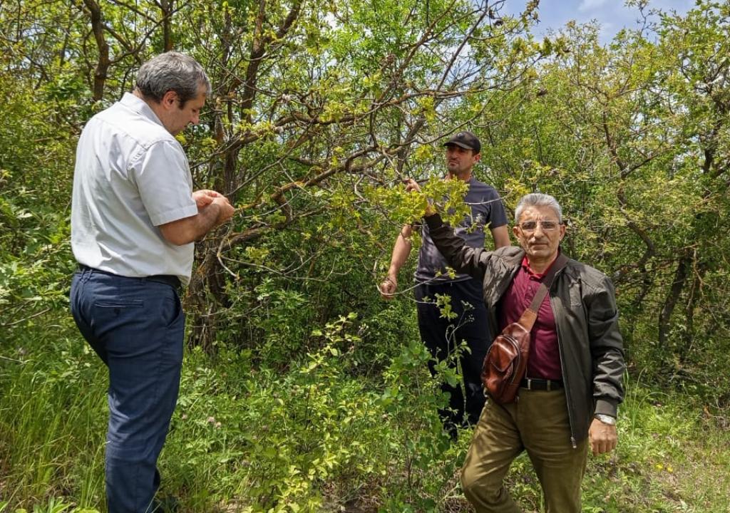 В Карабудахкентском лесничестве обнаружили очаг заболеваний дубовых насаждений
