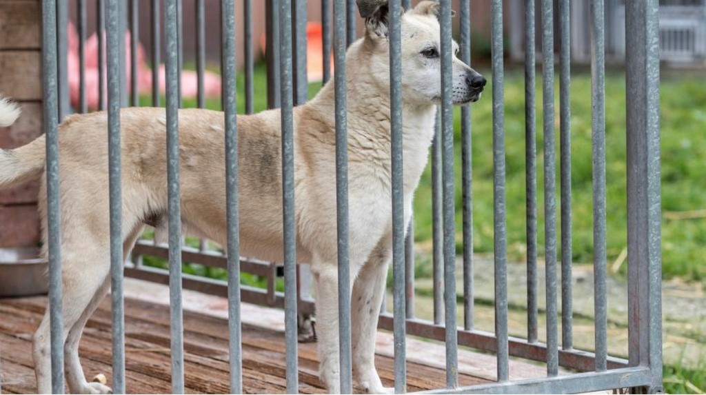 Депутат Асият Алиева потребовала усилить контроль за содержанием диких животных в неволе