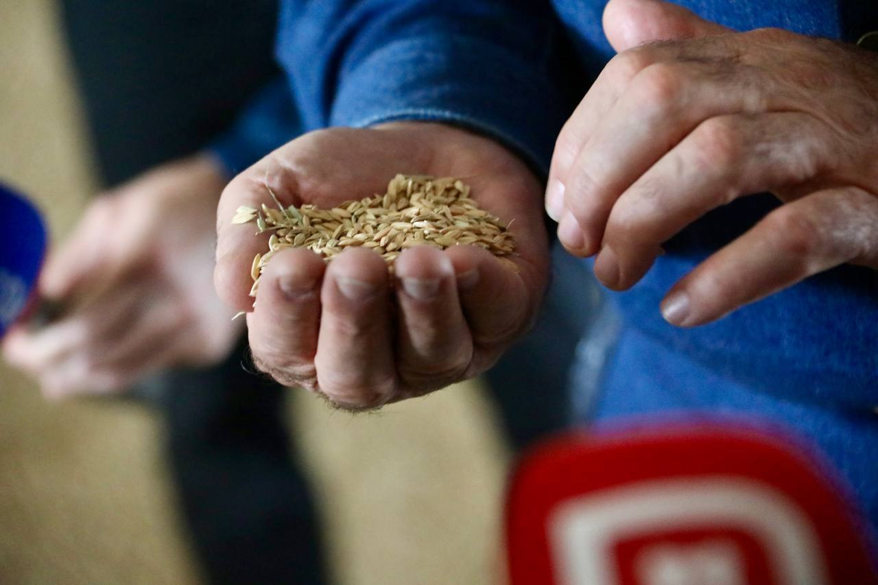 В Дагестане проведут проверку семенного материала перед весенней посевной кампанией