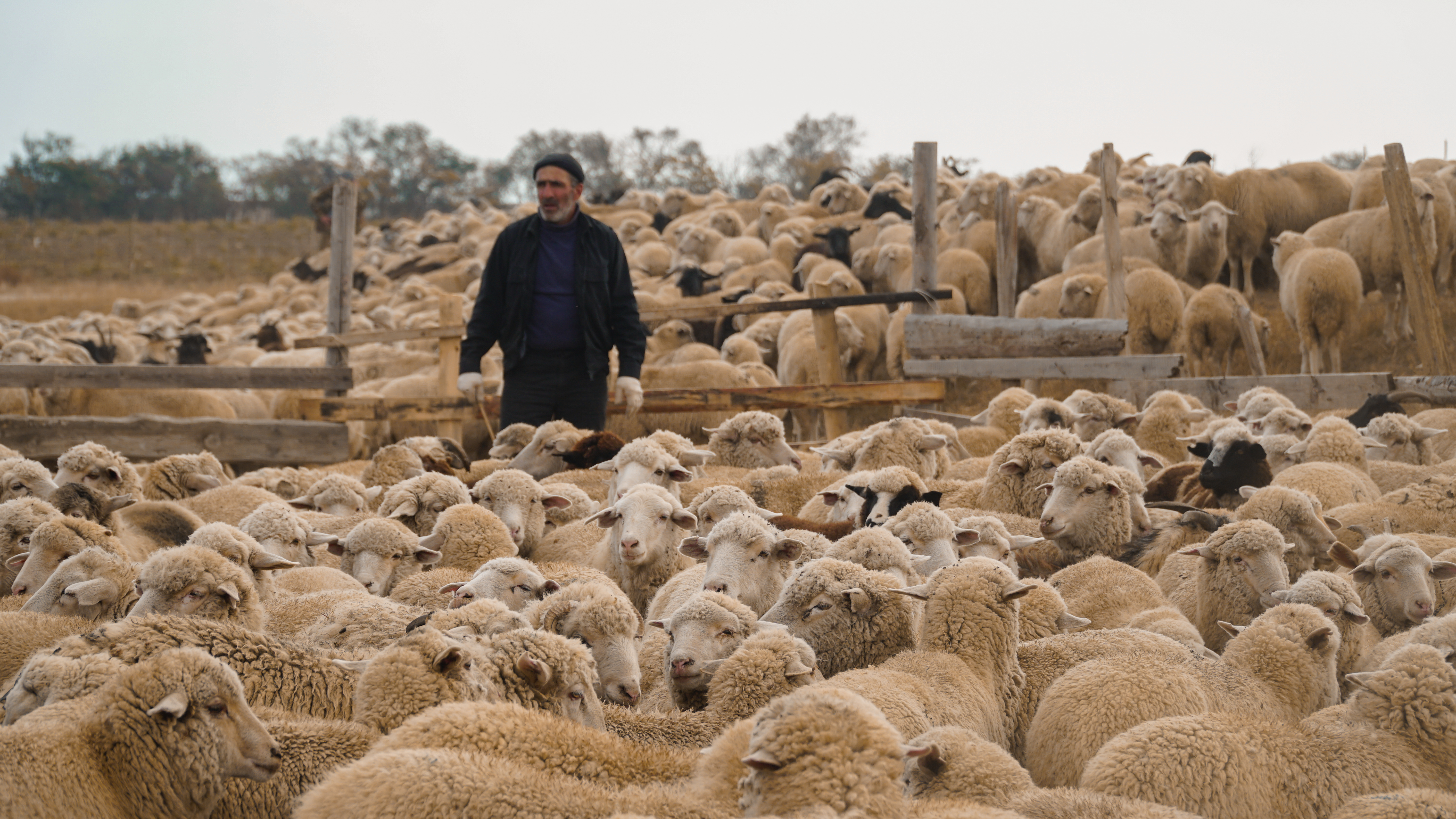 Животноводы Дагестана перегнали на зимние пастбища более одного миллиона голов скота