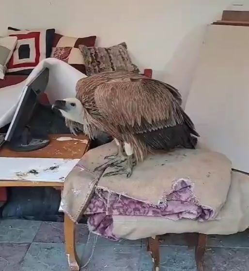 В Дагестане спасли редкую краснокнижную птицу