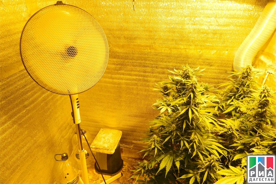 Выращивание марихуаны на съемной квартире покурила конопли во время беременности