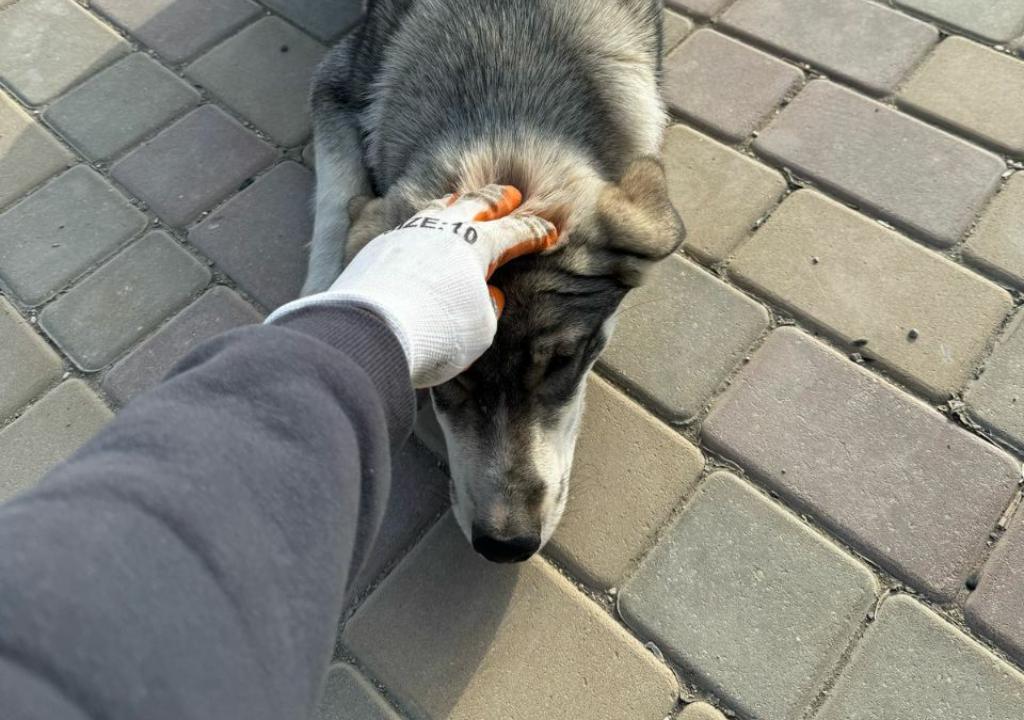 В Каякентском районе прошел отлов бродячих собак