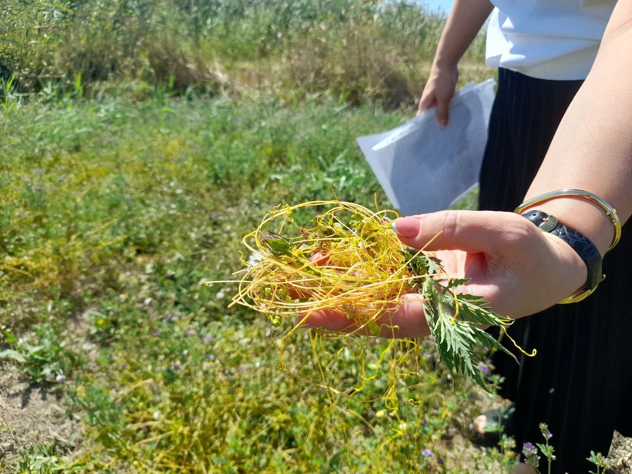 В Левашинском районе Дагестана введена карантинная зона из-за опасного сорняка