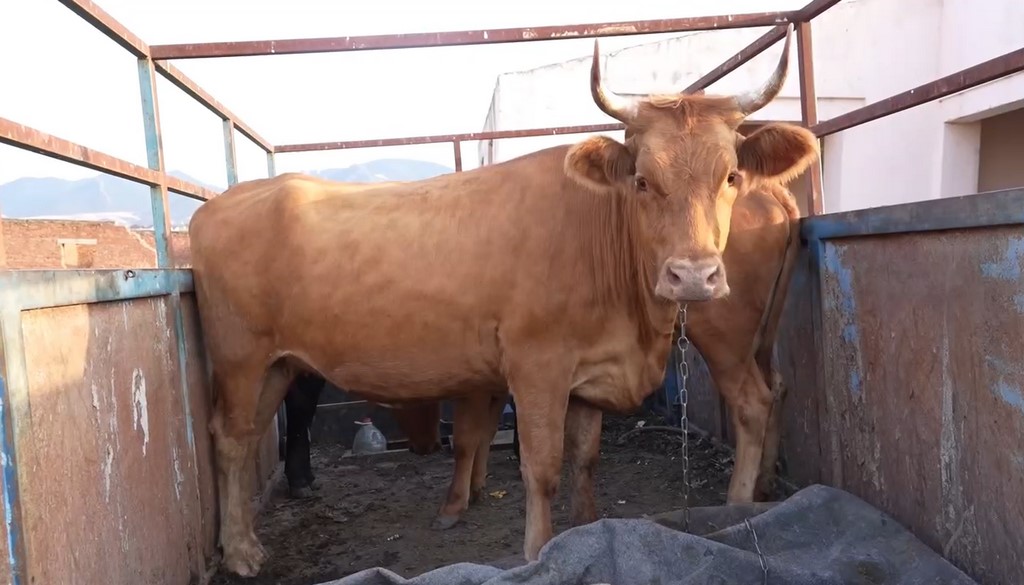 В Махачкале усилены меры по отлову безнадзорных животных