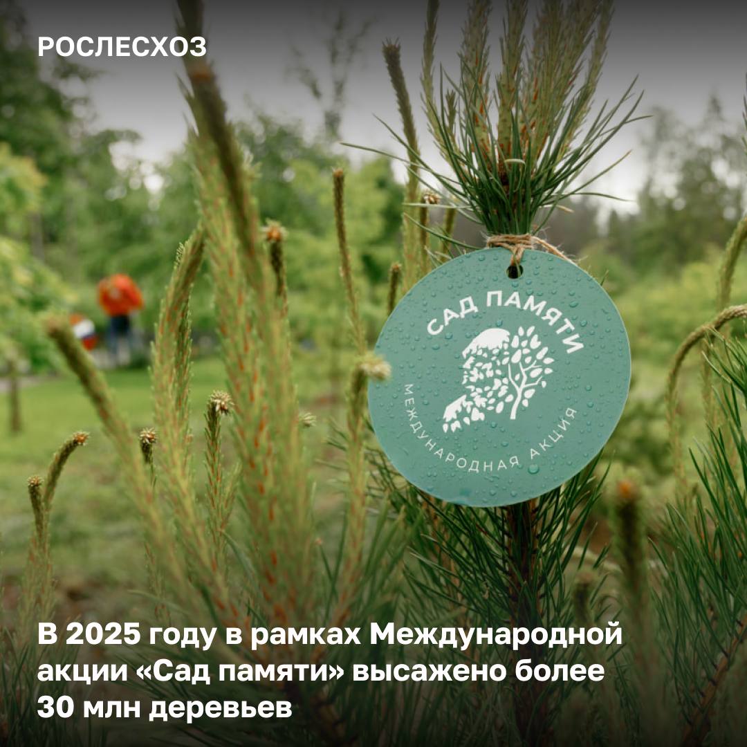 Дагестан вошел в топ-10 самых активных регионов акции «Сад памяти»
