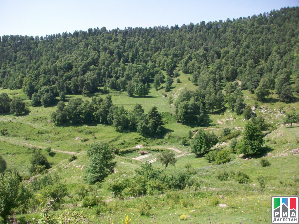 Известно что гектар 20 летнего сосняка. Ашильтинский лес Дагестан. Горные леса Дагестана. Сосновый лес в Дагестане. Сосновые леса Дагестана.