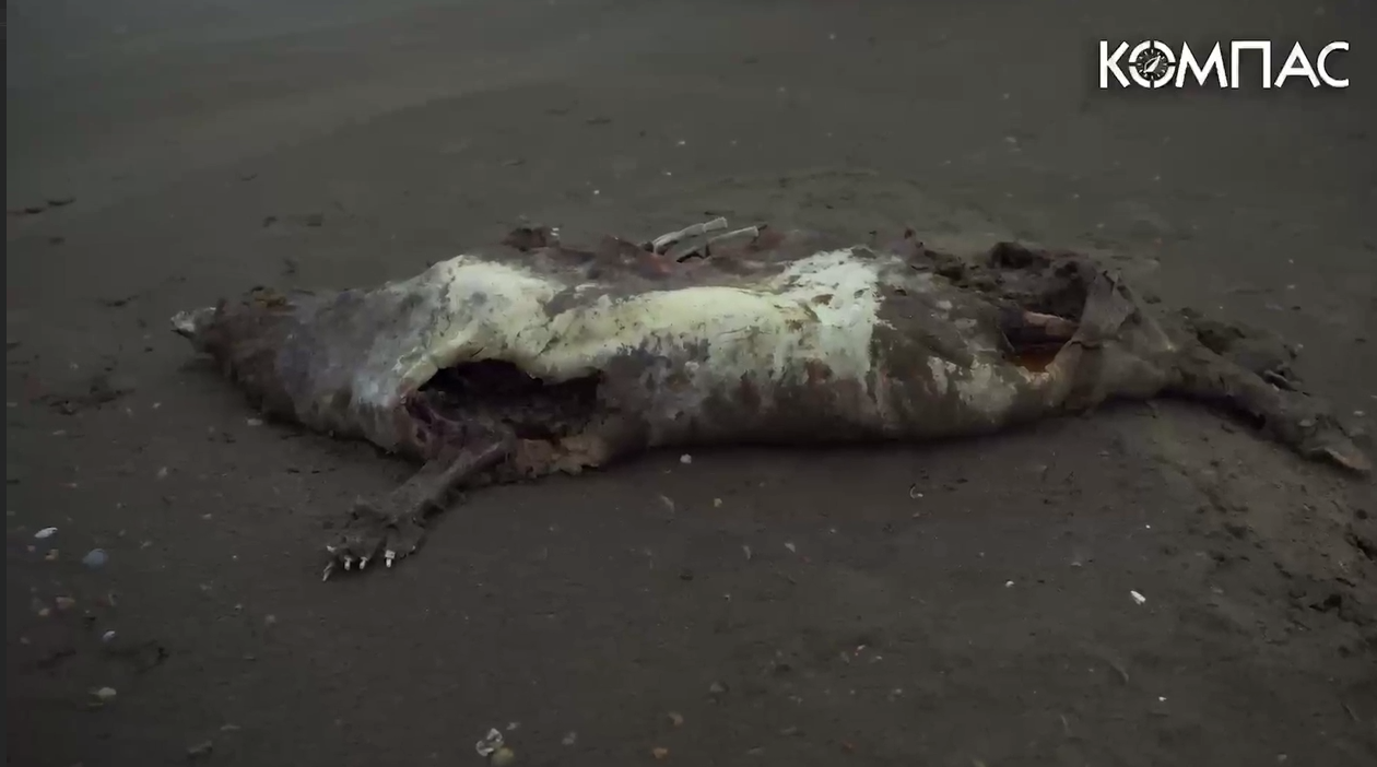 Дагестанские ученые выдвинули две версии массовой гибели тюленей в Каспийском море