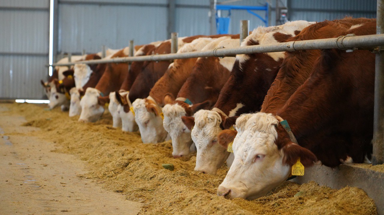 В Дагестане фиксируется рост объема производства животноводческой продукции