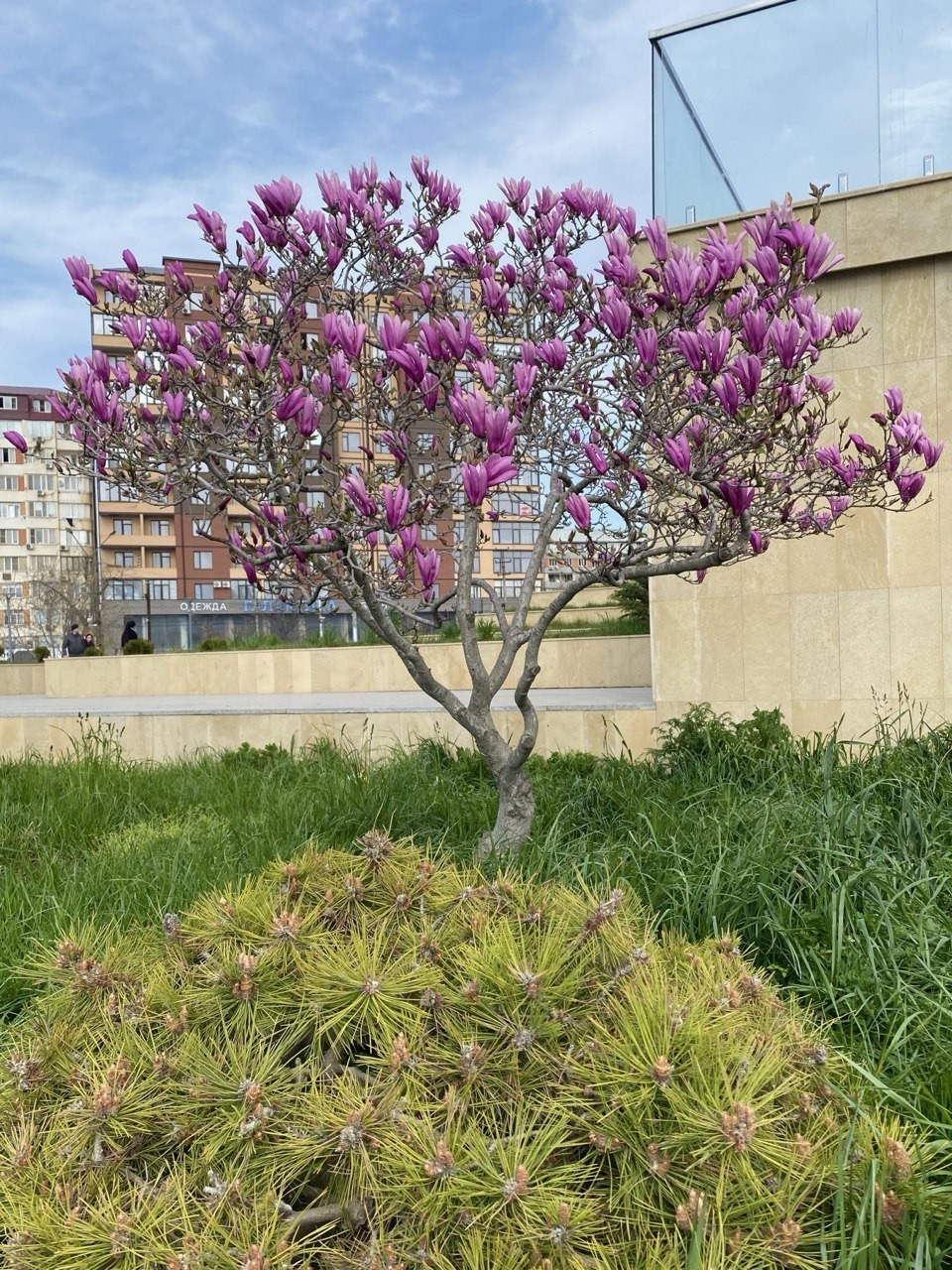 Дагестан вошел в топ регионов России с красивым цветением деревьев