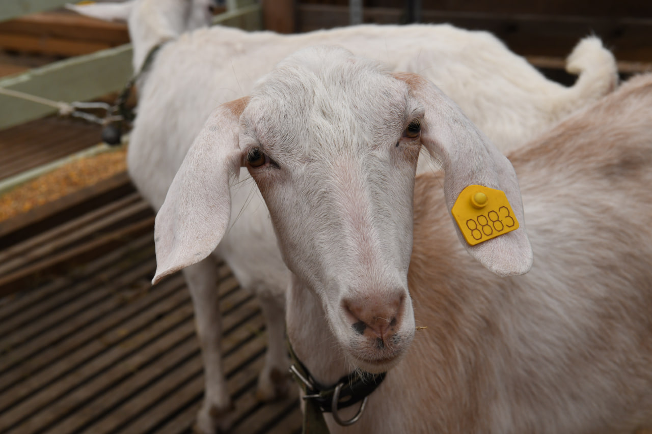 Дагестан принимает юбилейную XXV Российскую выставку племенных овец и коз