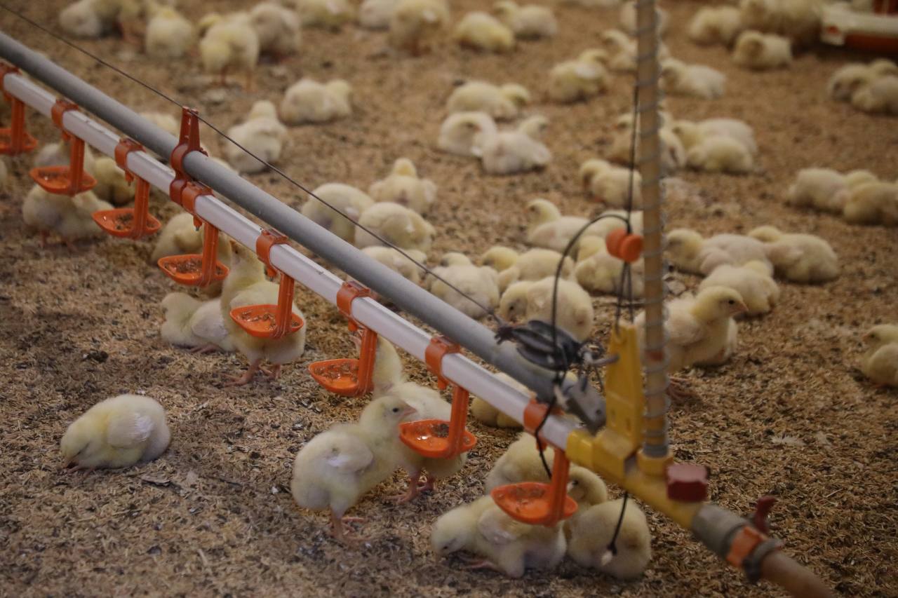 Россельхознадзор Дагестана заявил о рисках заноса гриппа птиц