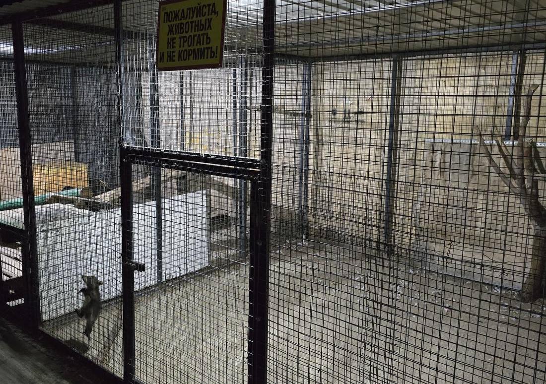 В Махачкале сотрудники Минприроды Дагестана изъяли незаконно содержавшегося енота