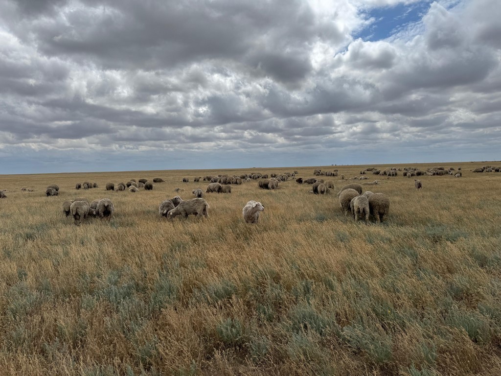 В Дагестане повышают кормовую ценность пастбищных угодий