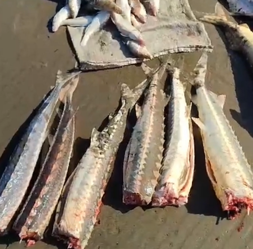 В Дербенте изъято 13 экземпляров краснокнижной рыбы у местной жительницы