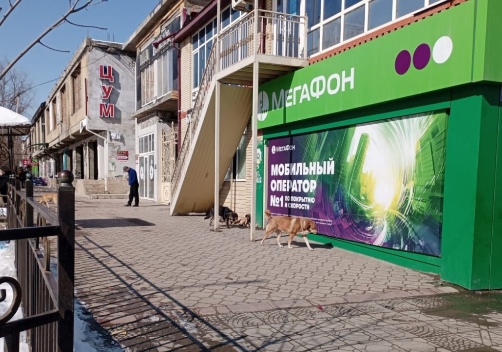 Сотрудники Дагветеринарии провели рейды по отлову безнадзорных собак в Буйнакске