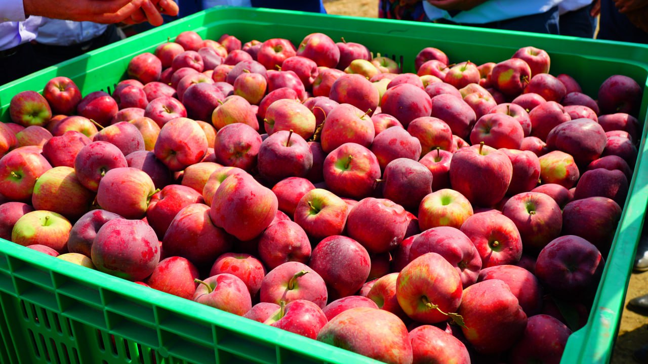 Первая партия дагестанских яблок отгружена в Беларусь
