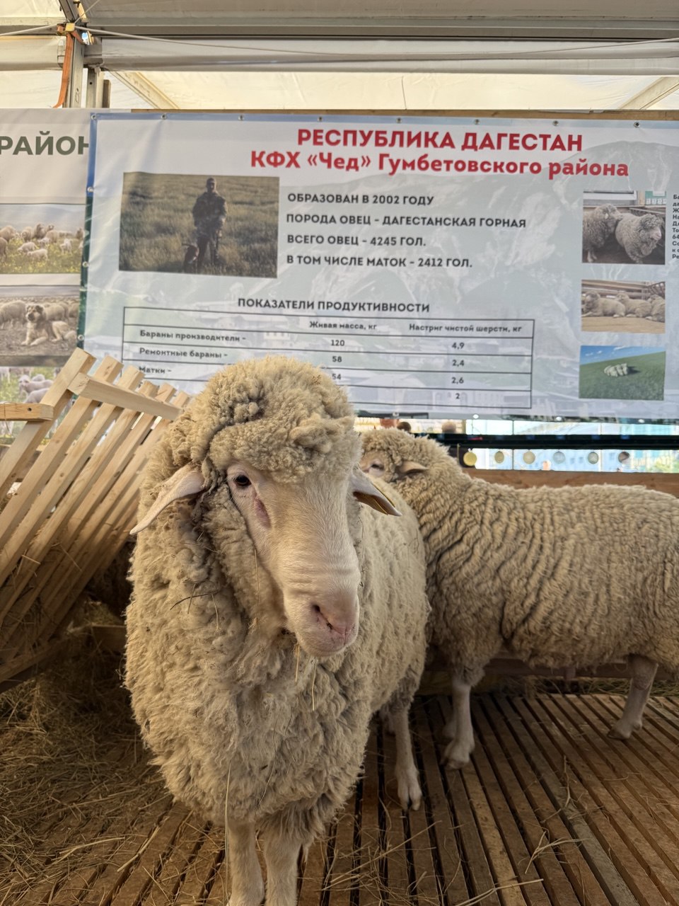 Дагестан впервые за 70 лет экспортировал партию голов домашнего скота за границу