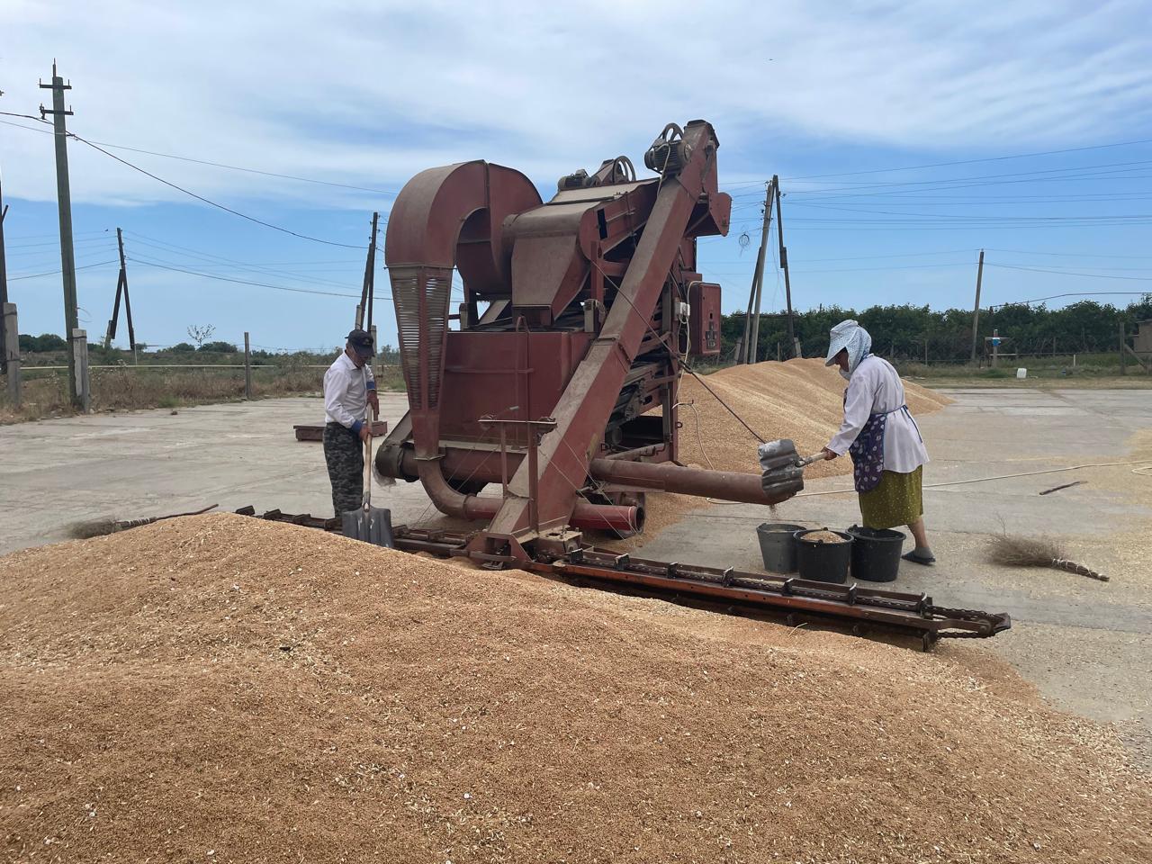 В Курахском районе началась уборка озимых зерновых культур