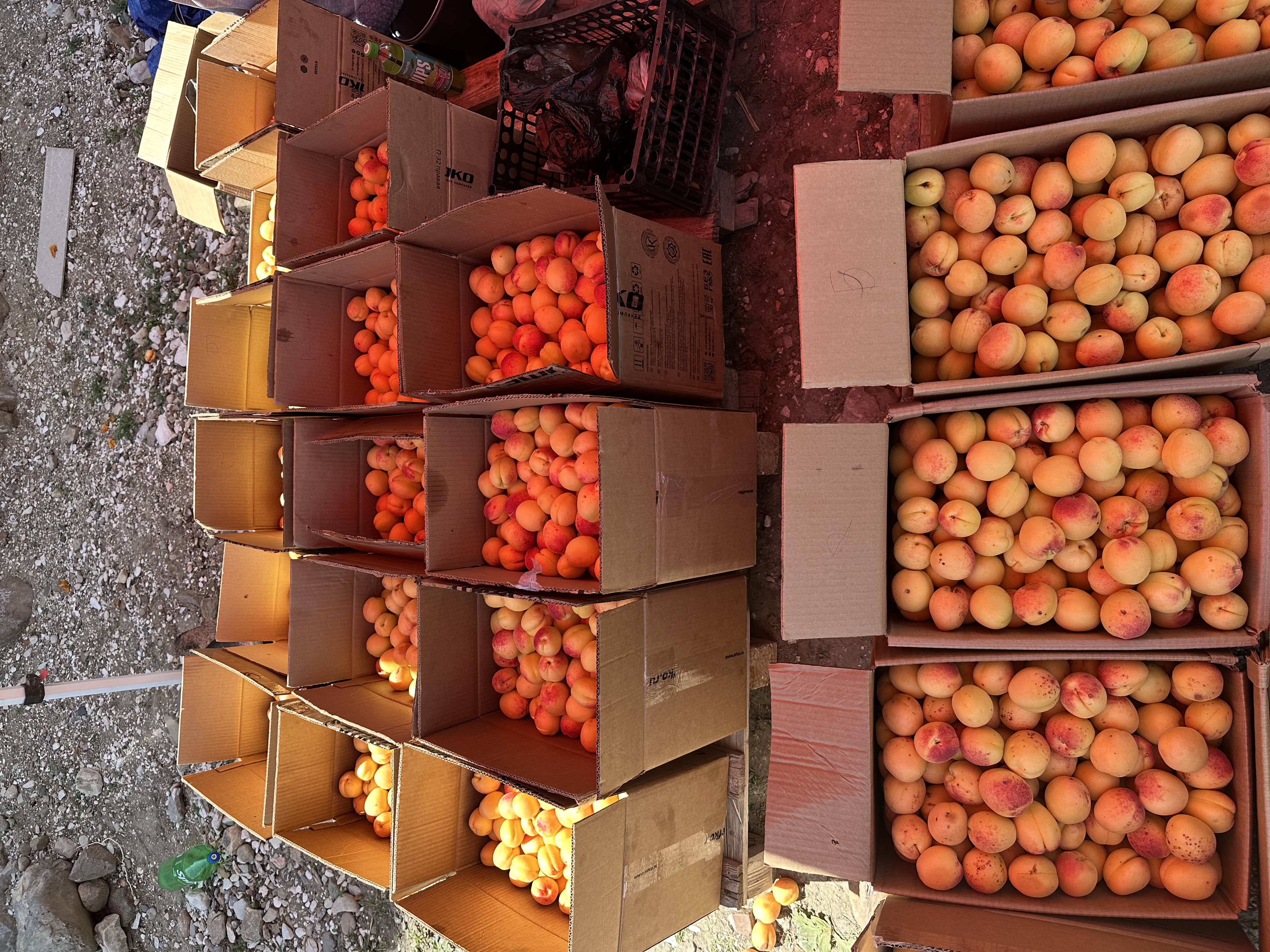 Дагестанские фрукты выйдут на белорусский рынок