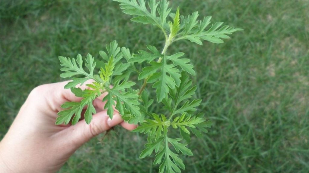 В двух районах Дагестана увеличилась карантинная зона по опасному сорняку