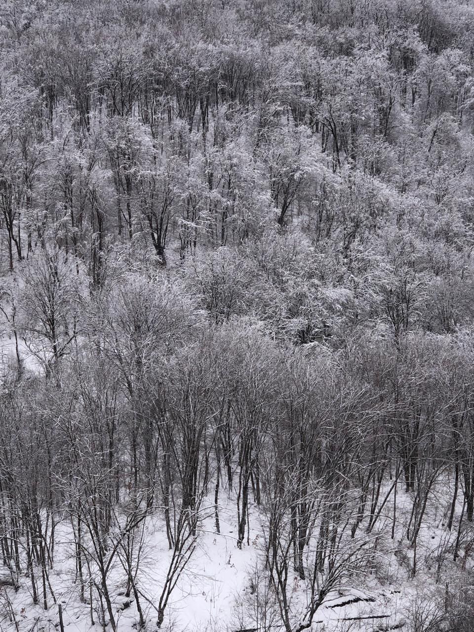 Дагестанские лесники усилили патрулирование хвойных лесов в преддверии новогодних праздников