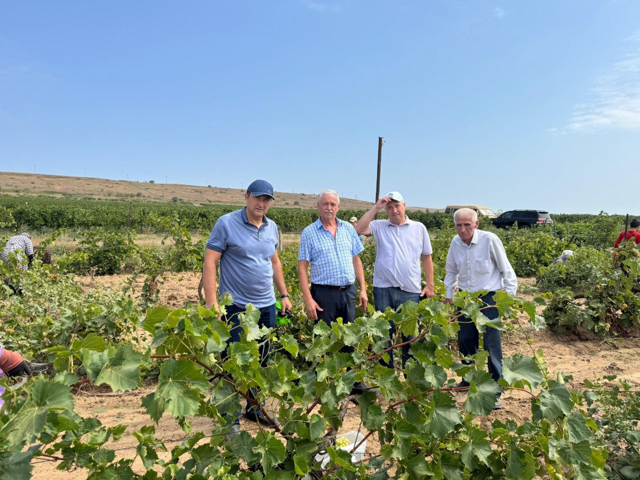 В Дагестане выявили заброшенные и несуществующие виноградники