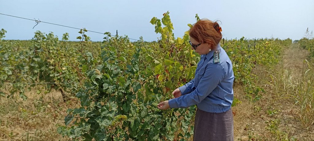 В Дагестане сотни гектаров оказались отведены под несуществующие виноградники