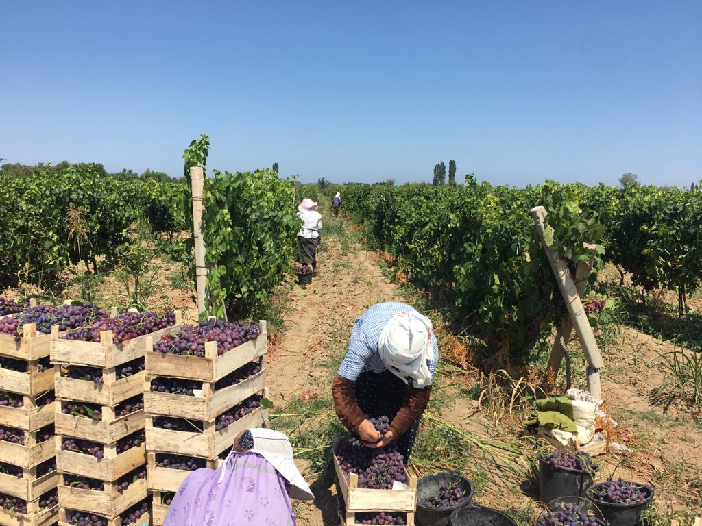 В Каякентском районе началась уборка винограда