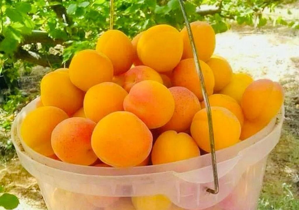 В Гумбетовском районе ведутся работы по восстановлению Чиркатинского консервного завода