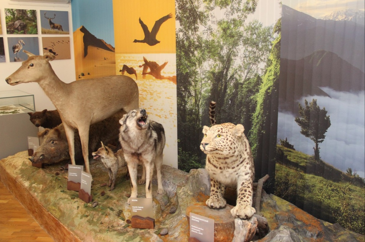 Обновленная естественно-научная экспозиция откроется в Национальном музее Дагестана