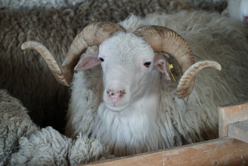 Дагестанская агрофирма представит уникальные породы домашнего скота на масштабной агровыставке