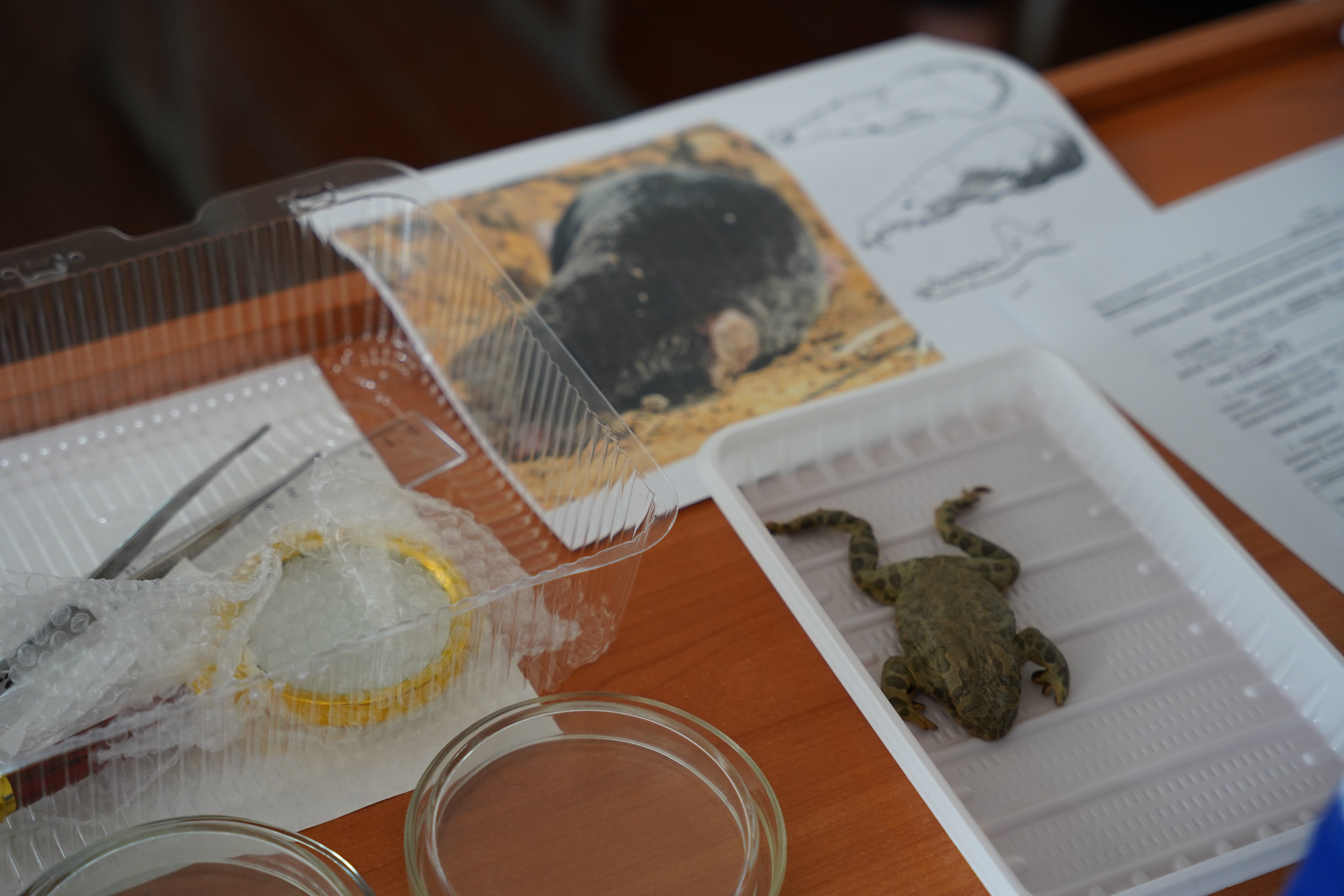 В ДГУ прошел региональный этап всероссийской олимпиады по биологии