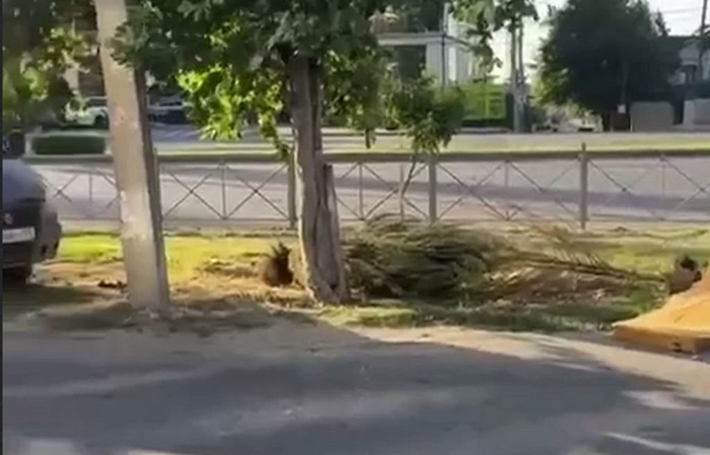 Минприроды Дагестана занялось фактами порчи зеленых насаждений в Махачкале